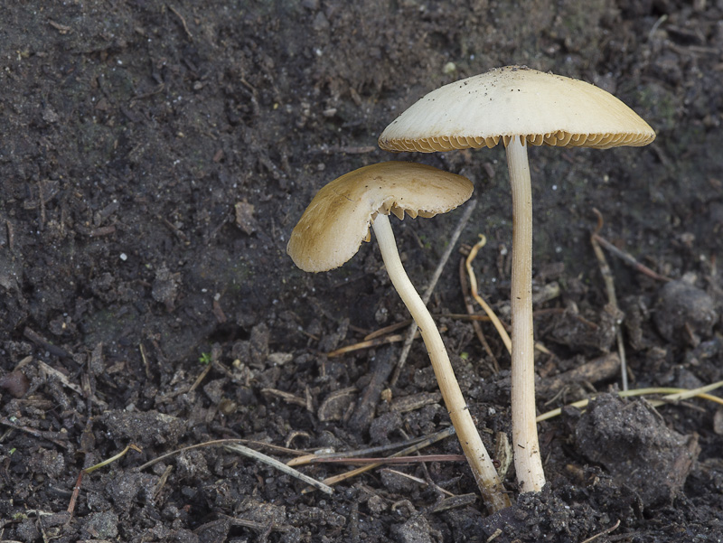 Conocybe semiglobata